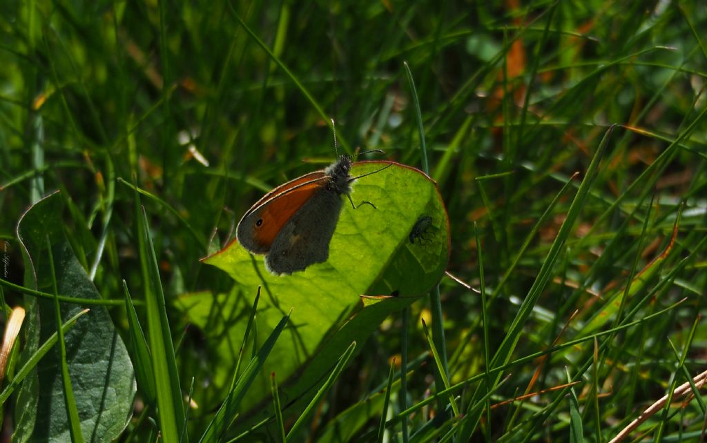 Farfalla da identificare - Coenonympha pamphilus, Nymphalidae